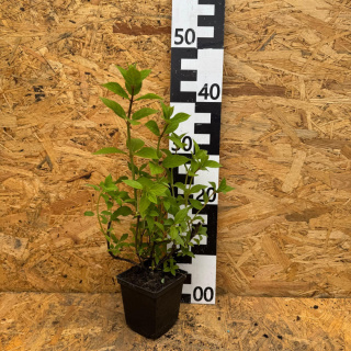 Hortensja bukietowa 'Limelight' P9(0,5L)