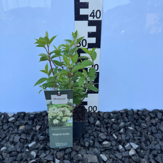 Hortensja bukietowa 'Magical Andes' P9(0,5L)