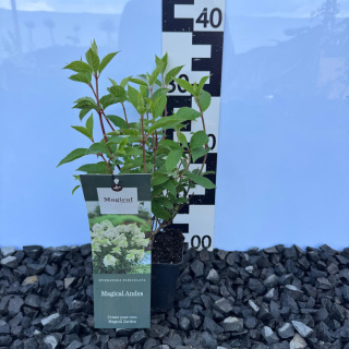 Hortensja bukietowa 'Magical Andes' P9(0,5L)