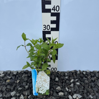 Hortensja bukietowa 'Papillon' P9(0,5L)