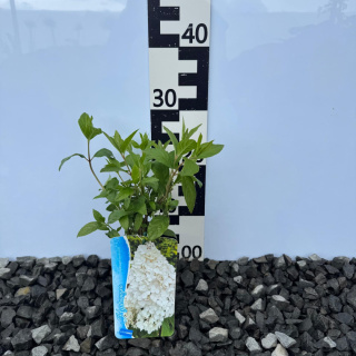 Hortensja bukietowa 'Papillon' P9(0,5L)