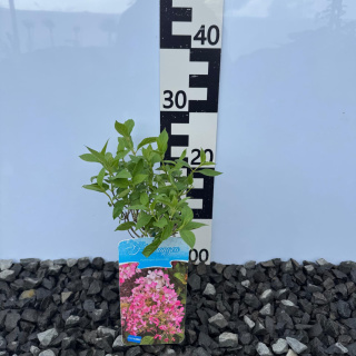Hortensja bukietowa 'Pee Wee' P9(0,5L)