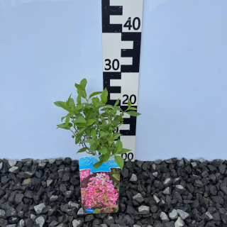 Hortensja bukietowa 'Pee Wee' P9(0,5L)
