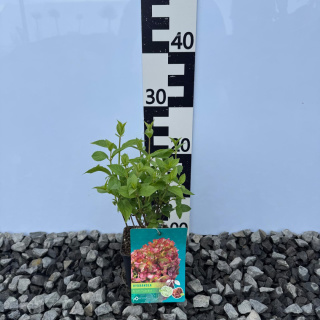 Hortensja bukietowa 'Petite Cherry' P9(0,5L)