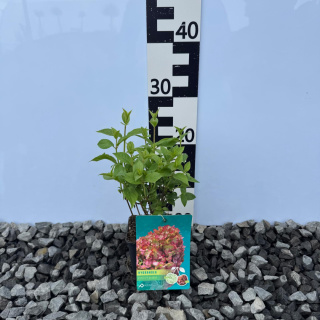Hortensja bukietowa 'Petite Cherry' P9(0,5L)