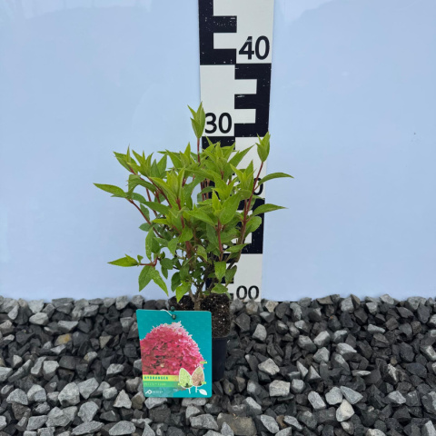 Hortensja bukietowa 'Petite Flori' PBR P9(0,5L)