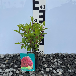 Hortensja bukietowa 'Petite Flori' PBR P9(0,5L)