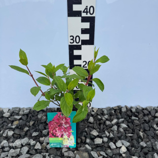 Hortensja bukietowa 'Petite Lantern' PBR P9(0,5L)