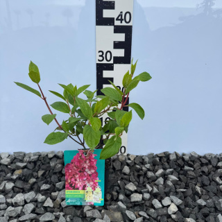 Hortensja bukietowa 'Petite Lantern' PBR P9(0,5L)