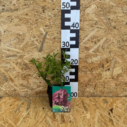 Hortensja bukietowa 'Petite Star' PBR P9(0,5L) Hortensja bukietowa 'Petite Star' PBR P9(0,5L)