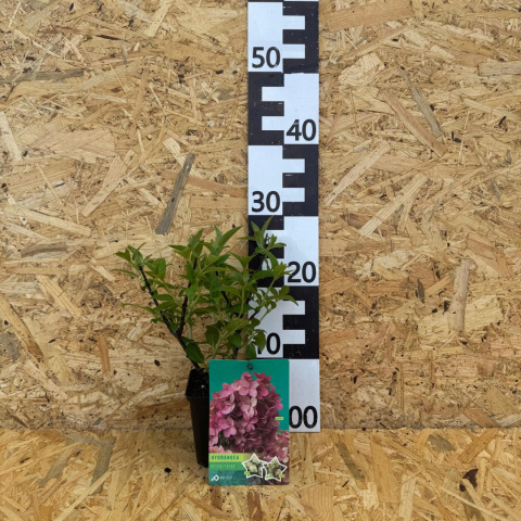 Hortensja bukietowa 'Petite Star' PBR P9(0,5L) Hortensja bukietowa 'Petite Star' PBR P9(0,5L)