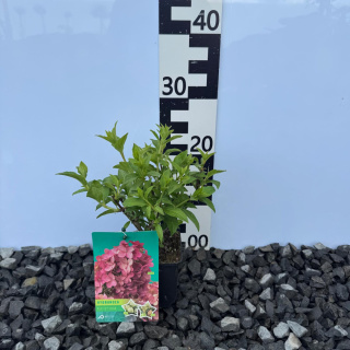 Hortensja bukietowa 'Petite Star' PBR P9(0,5L)