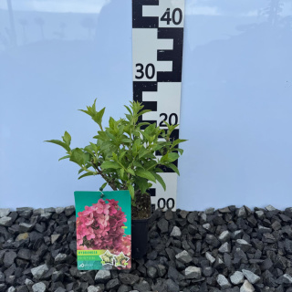 Hortensja bukietowa 'Petite Star' PBR P9(0,5L)