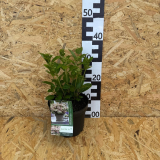 Bouquet hydrangea 'Polestar' PBR 3L