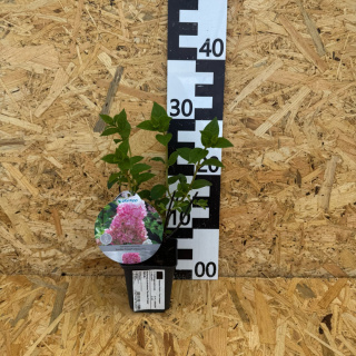 Bouquet hydrangea 'Sundae Fraise' P9(0,5L)