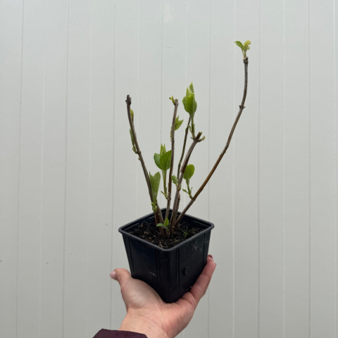 Hortensja krzewiasta 'Annabelle' P9(0,5L) Hortensja krzewiasta 'Annabelle' P9(0,5L)