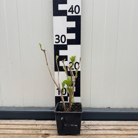 Hortensja krzewiasta 'Annabelle' P9(0,5L) Hortensja krzewiasta 'Annabelle' P9(0,5L)