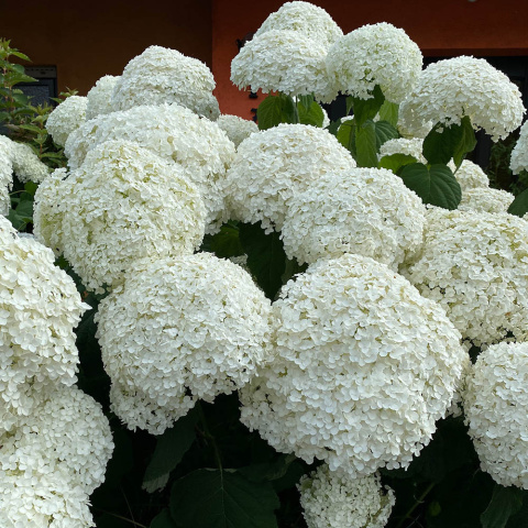 Hortensja krzewiasta 'Annabelle' P9(0,5L) Hortensja krzewiasta 'Annabelle' P9(0,5L)