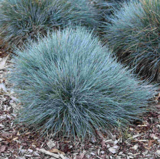 Kostrzewa sina 'Elijah Blue' P7(0,3L)
