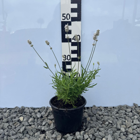 Lawenda wąskolistna 'White Summer' 2L