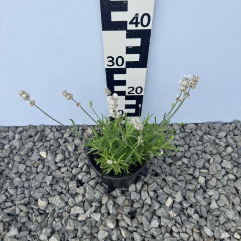 Lawenda wąskolistna 'White Summer' 2L