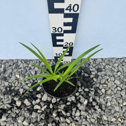 Liliowiec 'Barbara Mitchell' 2L