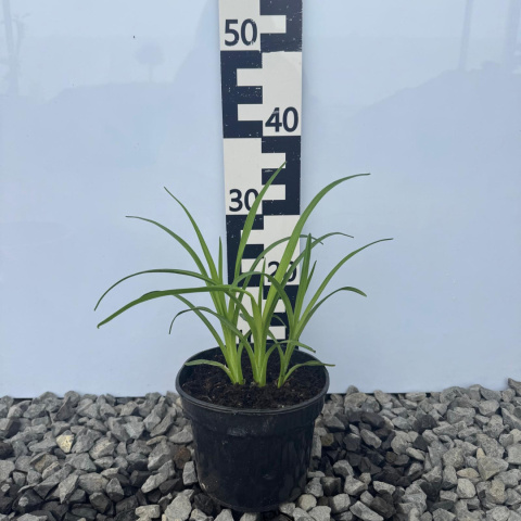 Liliowiec 'Barbara Mitchell' 2L