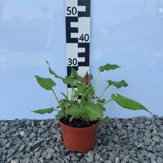 Rdest himalajski 'JS Caliente' 3L