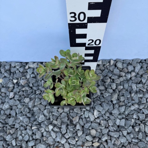 Rozchodnik okazały 'Dark Magic' 2L