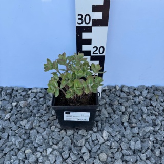 Rozchodnik okazały 'Dark Magic' 2L