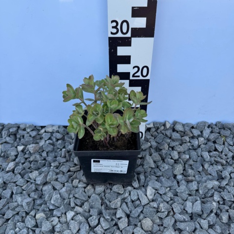 Rozchodnik okazały 'Dark Magic' 2L