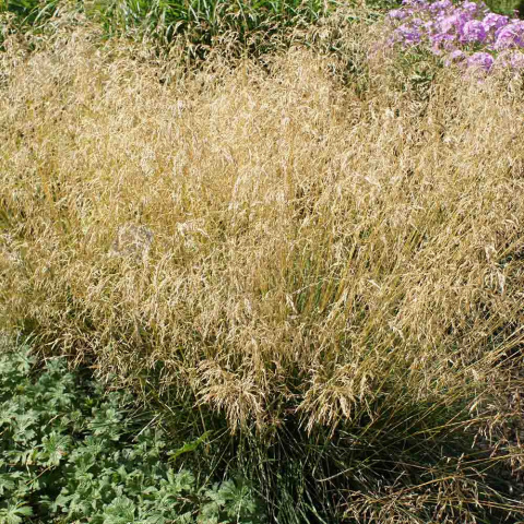 Śmiałek darniowy 'Pixie Fountain' P9(0,5L)