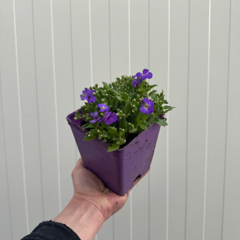 Żagwin drobny 'Florado Blue Eye' P11(1L)