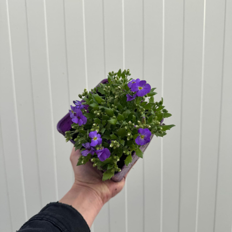 Żagwin drobny 'Florado Blue Eye' P11(1L)