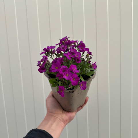 Żagwin drobny 'Florado Neon Pink' P11(1L)