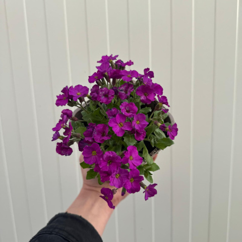 Żagwin drobny 'Florado Neon Pink' P11(1L)