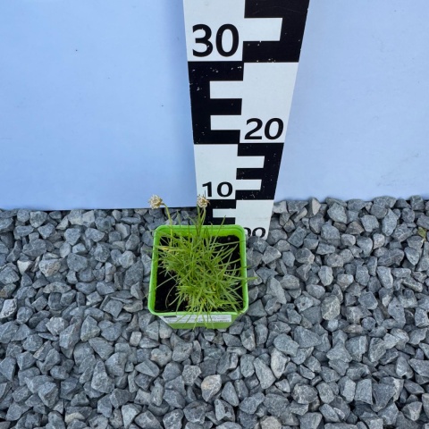 Zawciąg szerokolistny 'Ballerina White' 1L