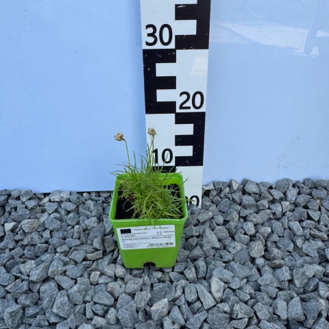 Zawciąg szerokolistny 'Ballerina White' 1L