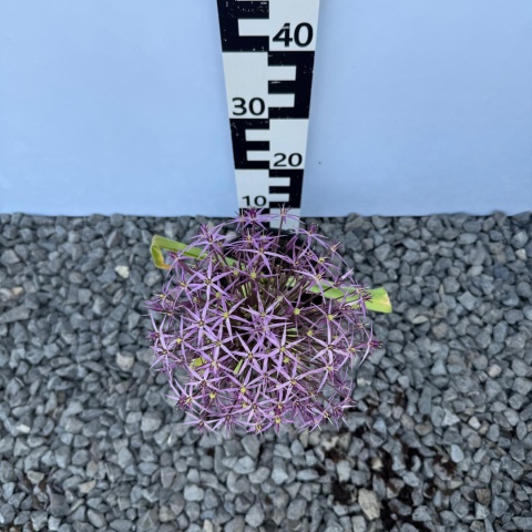 Czosnek ozdobny 'Christophii' 1L(P11)