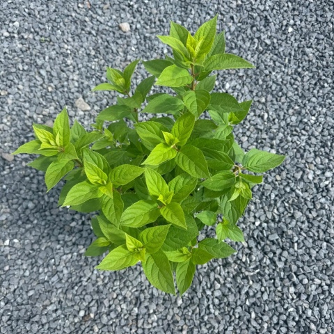 Hortensja bukietowa 'Little Spooky' 3L