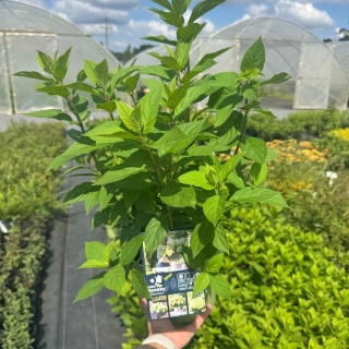 Hortensja bukietowa 'Little Spooky' 3L