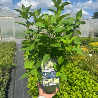 Hortensja bukietowa 'Little Spooky' 3L