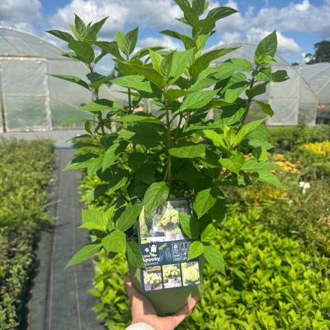 Hortensja bukietowa 'Little Spooky' 3L