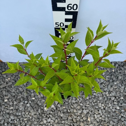 Hortensja bukietowa 'Petit Flori' 3L