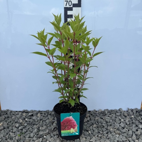 Hortensja bukietowa 'Petit Flori' 3L
