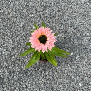 Jeżówka 'Sunseekers Salmon' 3L