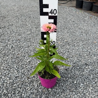 Jeżówka 'Sunseekers Salmon' 3L