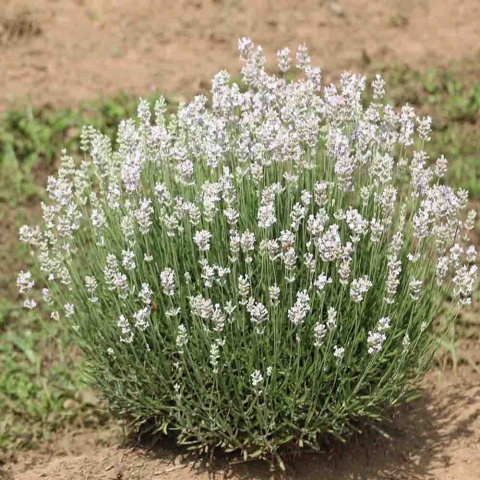 Lawenda wąskolistna 'White Summer' 2L