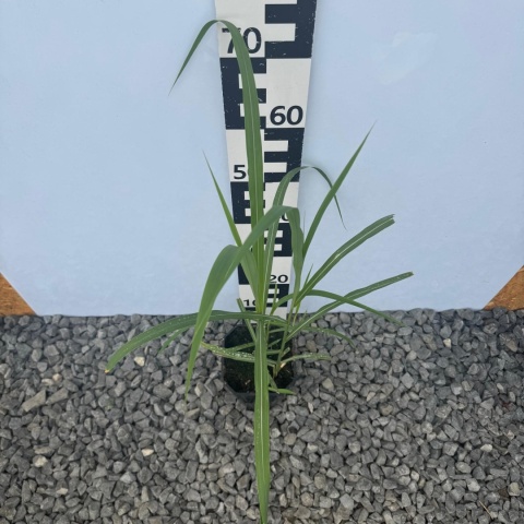 Miskant chiński 'Memory' 2L