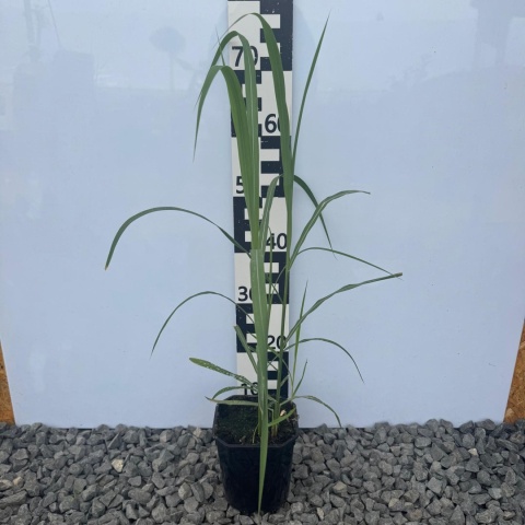 Miskant chiński 'Memory' 2L